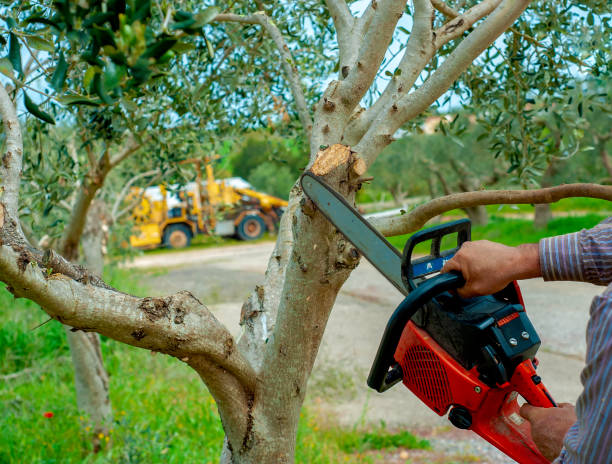 Tree Root Removal in West Point, VA